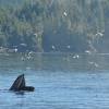 Baleia experimenta novas técnicas de pescaria com sua enorme boca aberta, durante passeio de barco em Telegraph Cove, na Vancouver Island, na Columbia Britânica, costa oeste do Canadá